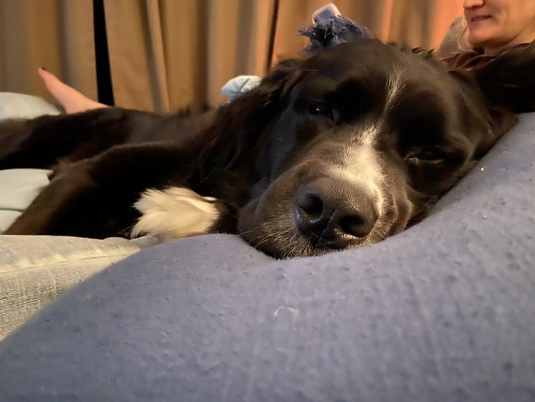 Izzy, a Saint Bernard and Labrador Retriever mix tested with EmbarkVet.com