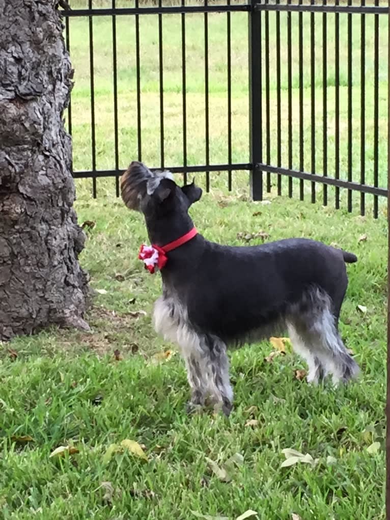 Zola, a Miniature Schnauzer and Border Collie mix tested with EmbarkVet.com