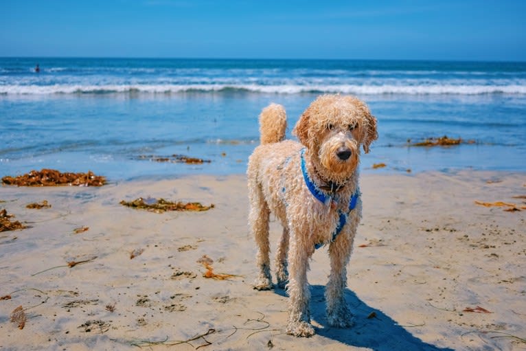 Laika, a Poodle (Standard) and Labrador Retriever mix tested with EmbarkVet.com