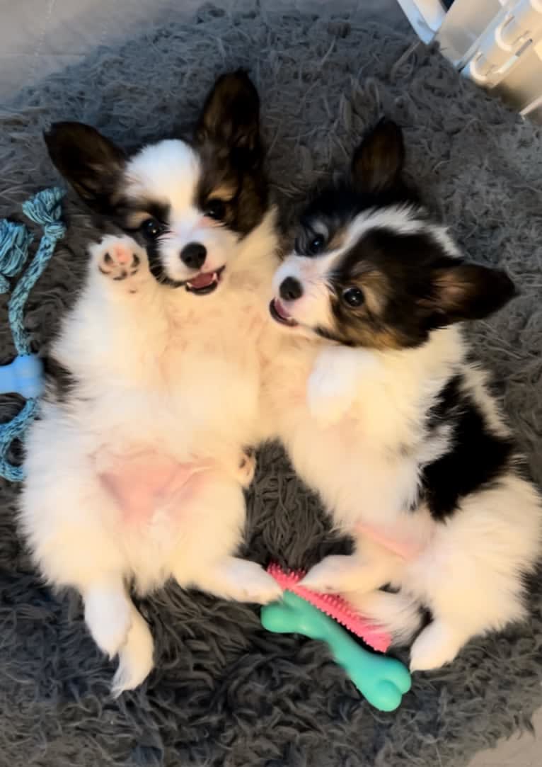 Cowboy, a Papillon tested with EmbarkVet.com