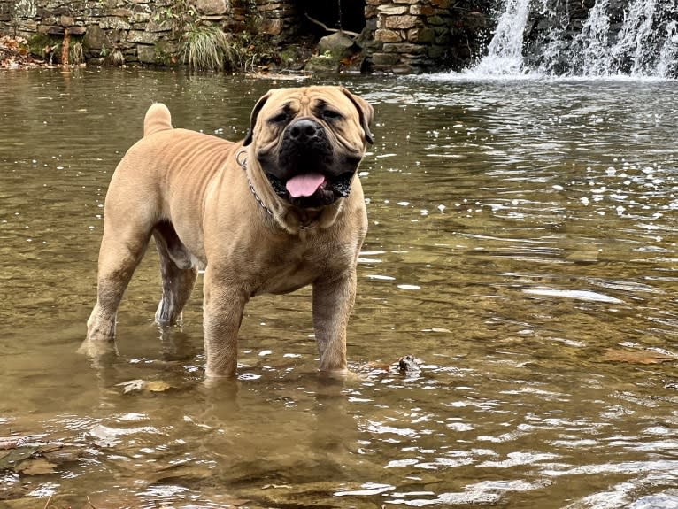 Gobi Boland, a Boerboel tested with EmbarkVet.com