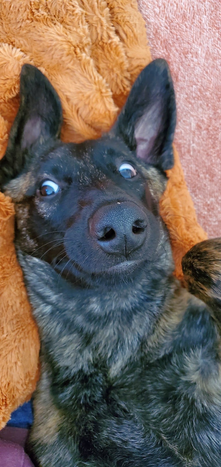 Ripley, a Dutch Shepherd tested with EmbarkVet.com