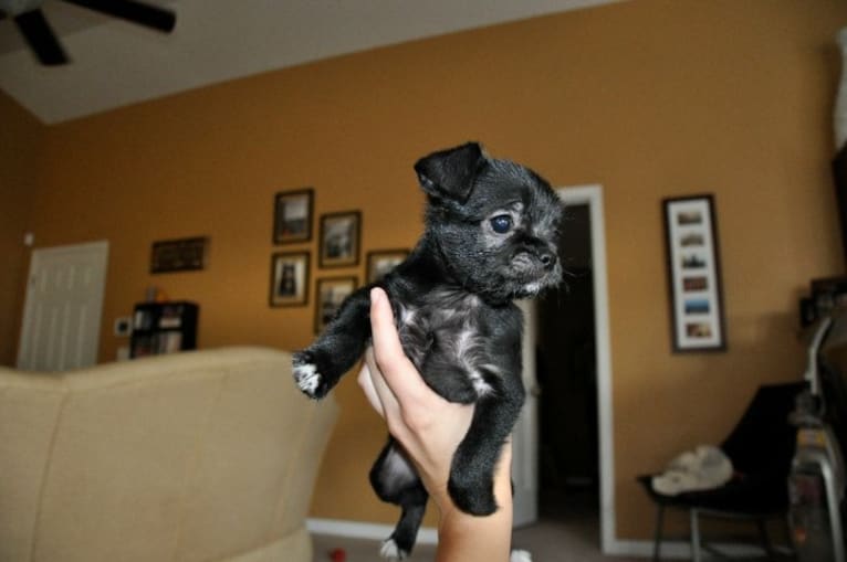 Tooter Bean, a Chihuahua and Poodle (Small) mix tested with EmbarkVet.com