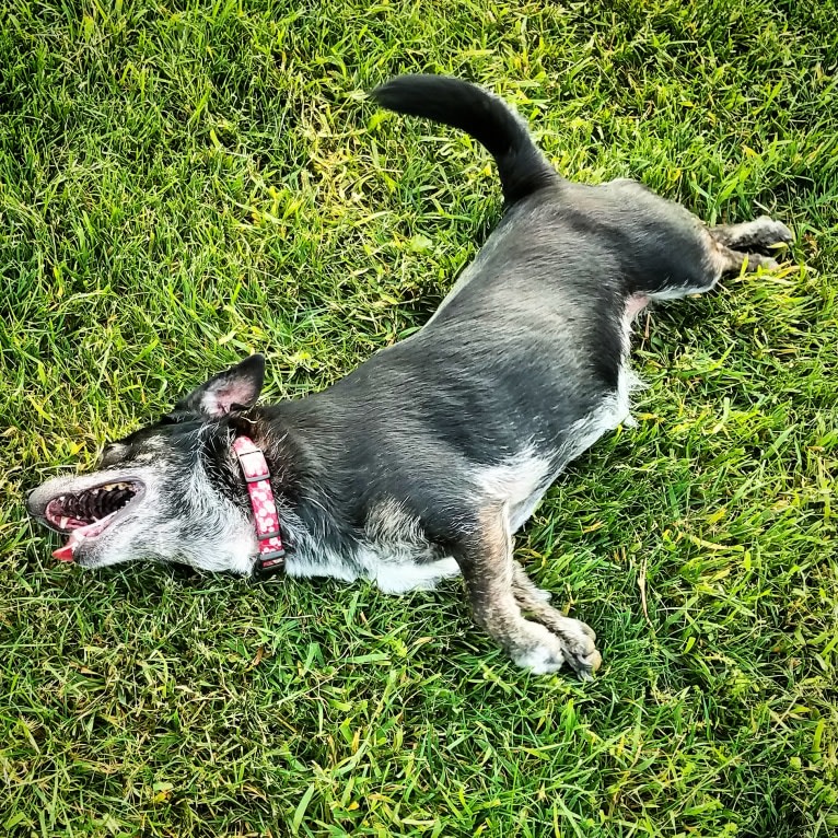 Charlea, a Poodle (Small) and Chihuahua mix tested with EmbarkVet.com