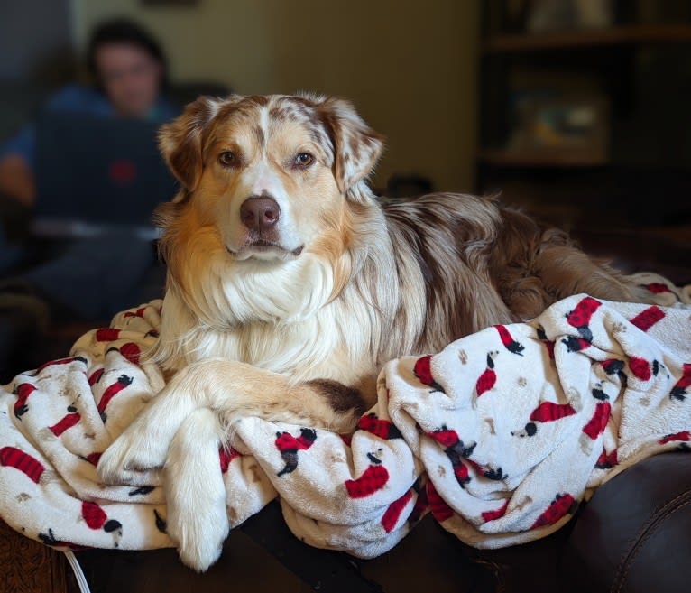 Neville, an Australian Shepherd tested with EmbarkVet.com