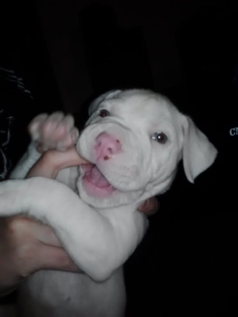 Storm, an American Bulldog tested with EmbarkVet.com