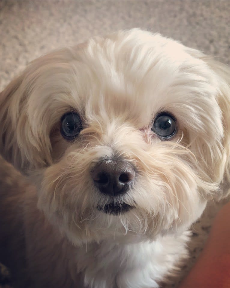 Sherman, a Maltipoo tested with EmbarkVet.com