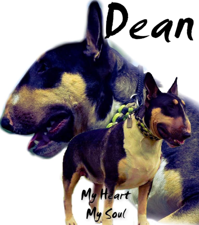 Dean, a Bull Terrier tested with EmbarkVet.com
