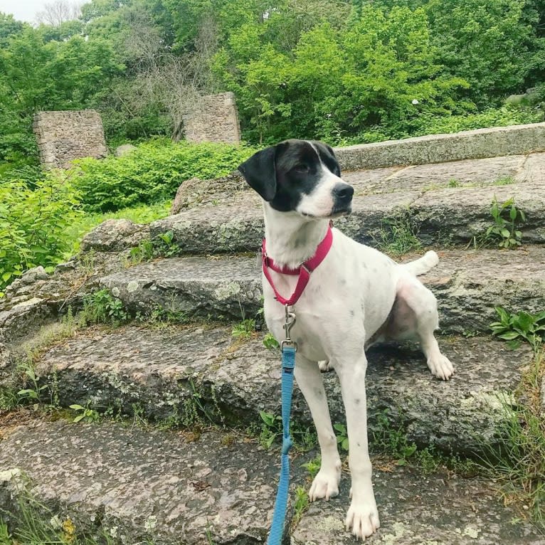 Hadley, a Mountain Cur and Boxer mix tested with EmbarkVet.com
