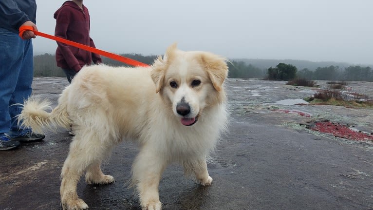 Sam, a Great Pyrenees and Chow Chow mix tested with EmbarkVet.com
