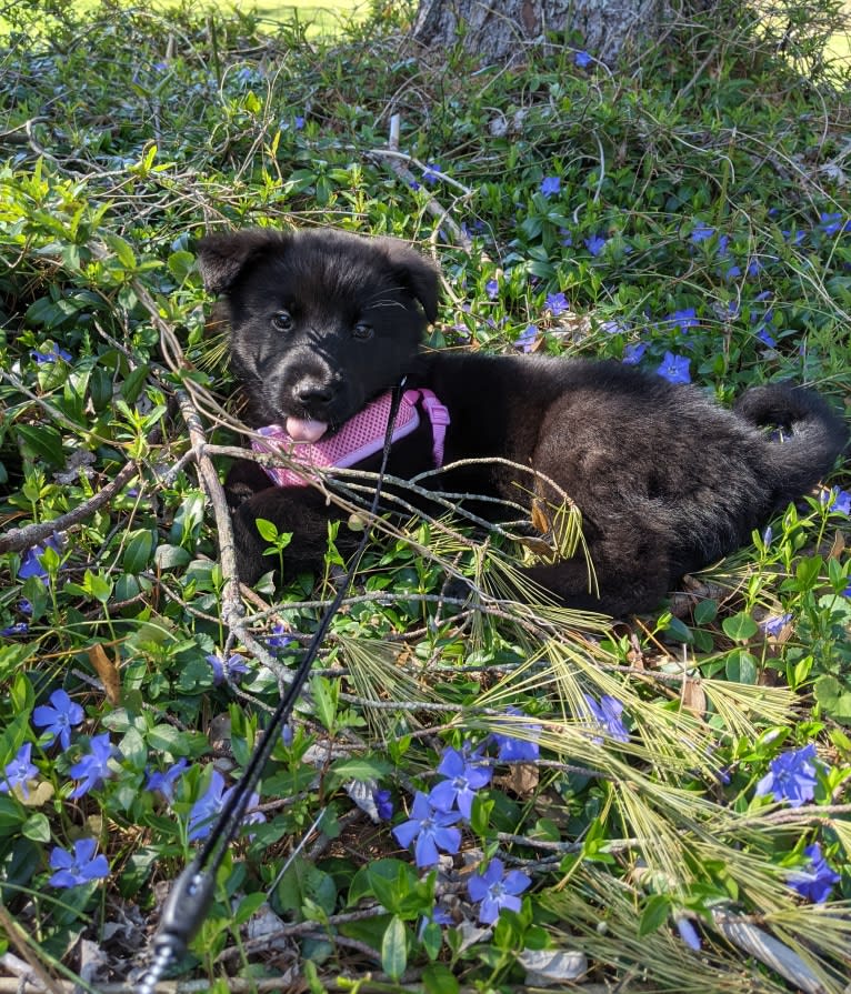 Freya, a Norwegian Elkhound and Golden Retriever mix tested with EmbarkVet.com