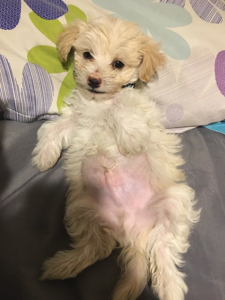 Chimmy, a Poodle (Small) and Chihuahua mix tested with EmbarkVet.com