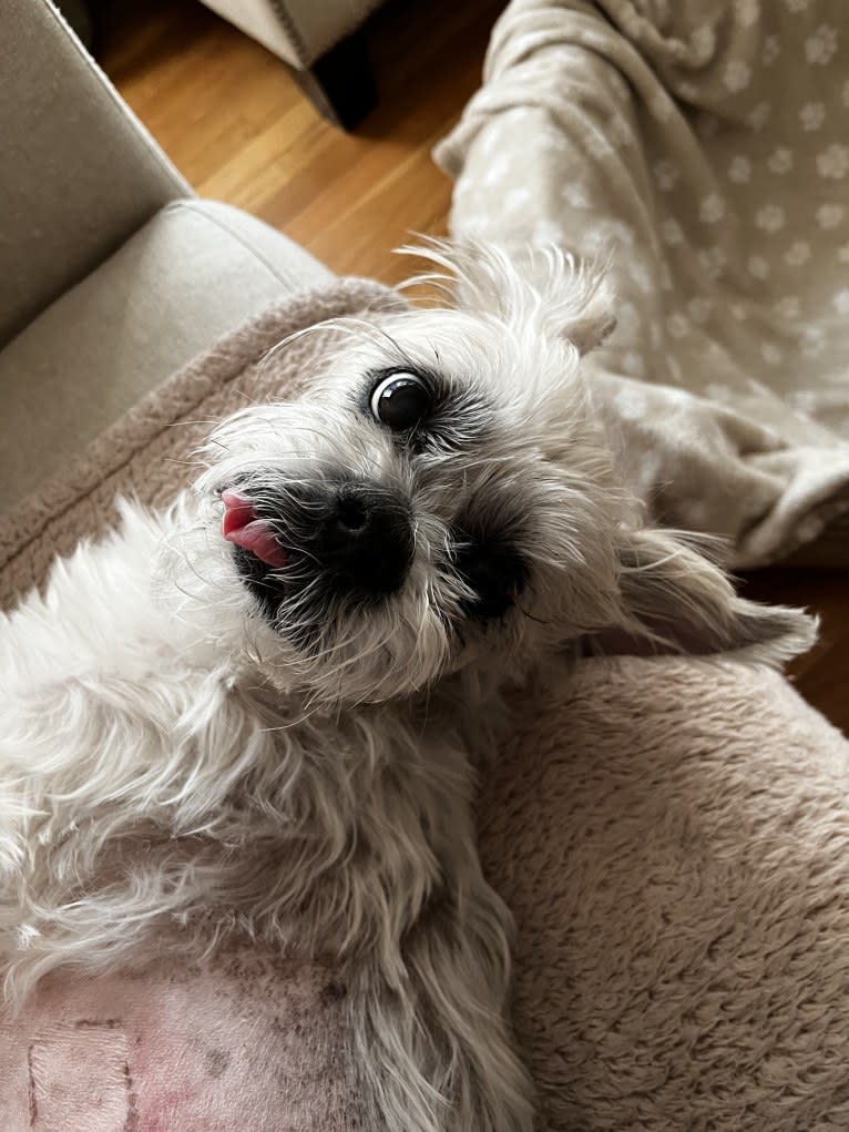 Nemo, a Lhasa Apso tested with EmbarkVet.com