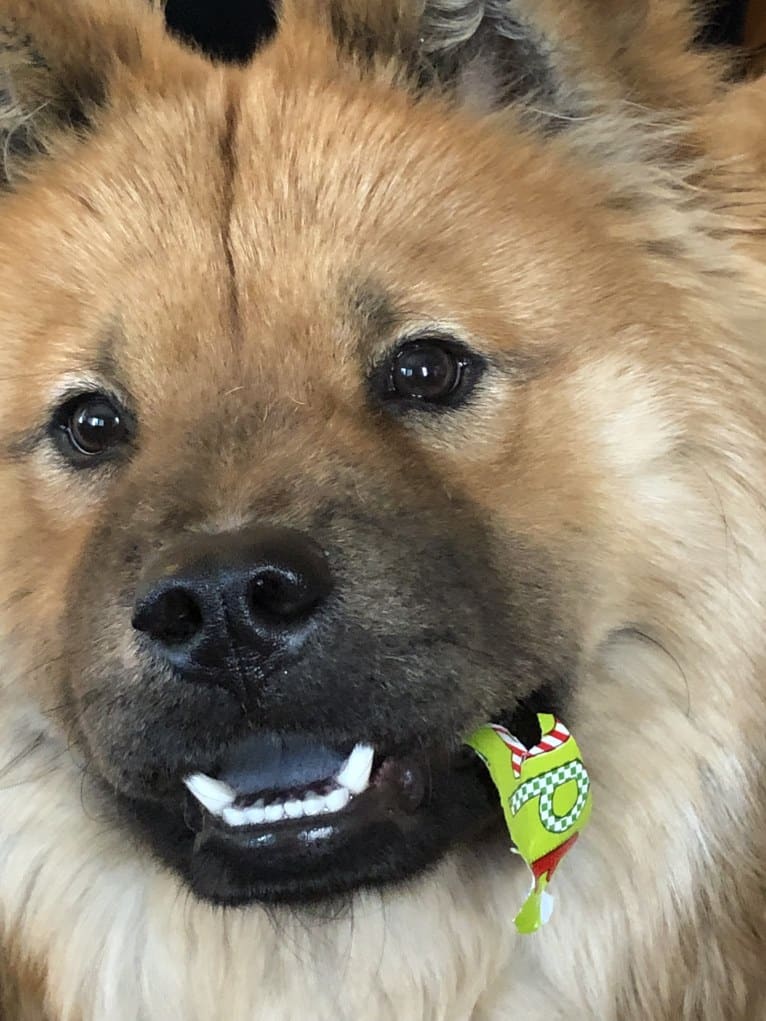 Satchmo, a Chow Chow tested with EmbarkVet.com