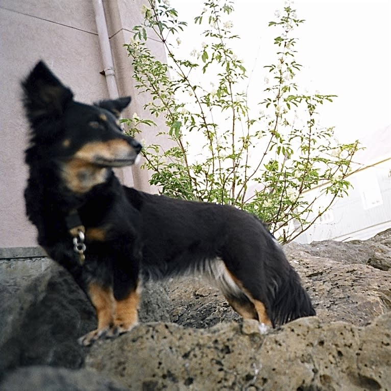 FrendL (The Fabulous & Occasionally Ferocious), a Rottweiler and German Shepherd Dog mix tested with EmbarkVet.com