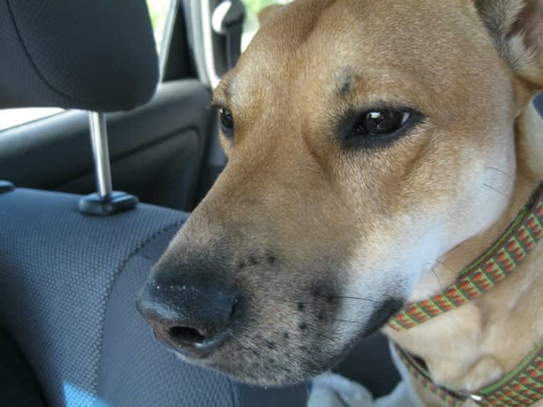 Rocco, an Australian Cattle Dog and American Pit Bull Terrier mix tested with EmbarkVet.com