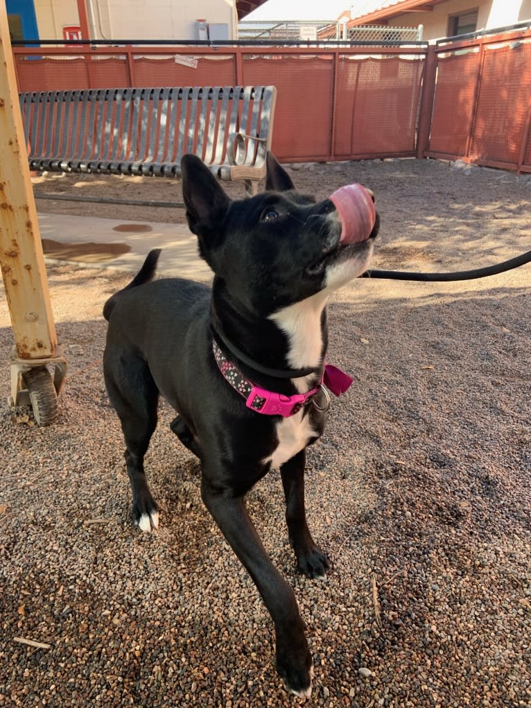 Ceci, an American Pit Bull Terrier and Australian Cattle Dog mix tested with EmbarkVet.com