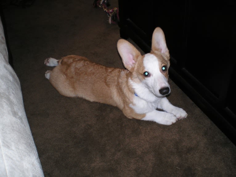 Clark, a Pembroke Welsh Corgi tested with EmbarkVet.com