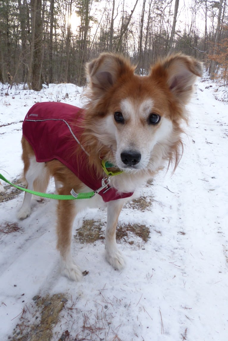 Kaylee, a Labrador Retriever and Samoyed mix tested with EmbarkVet.com