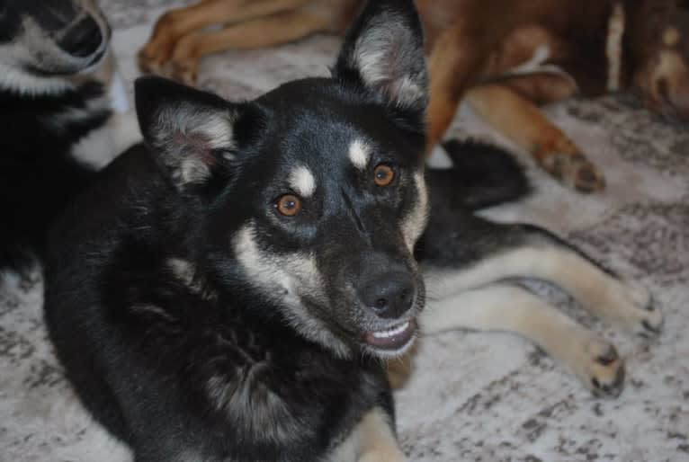 Cotah, a Lapponian Herder tested with EmbarkVet.com