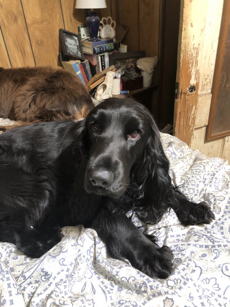 Harper, a Field Spaniel tested with EmbarkVet.com
