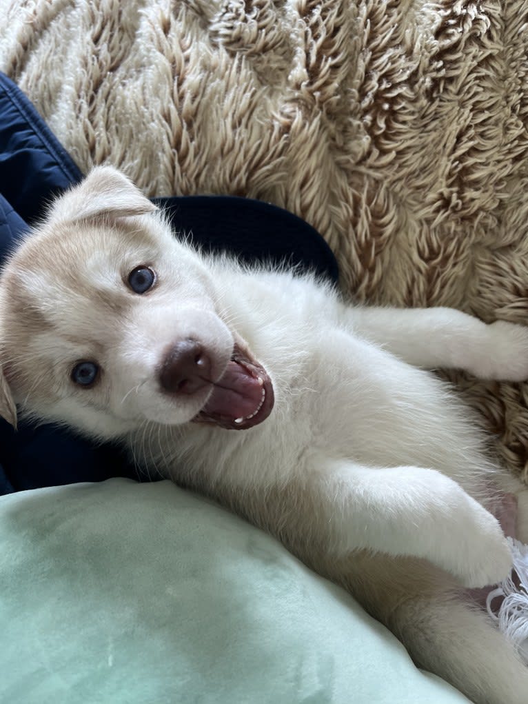 Azul, a Siberian Husky and Alaskan Malamute mix tested with EmbarkVet.com