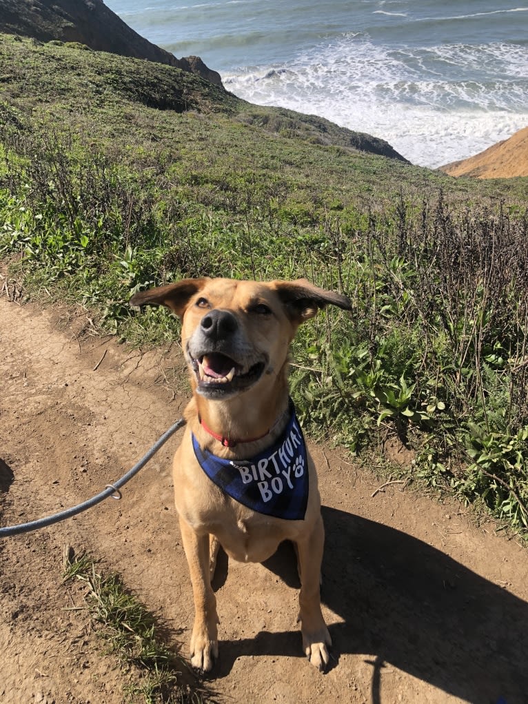 Tucker, an American Village Dog tested with EmbarkVet.com