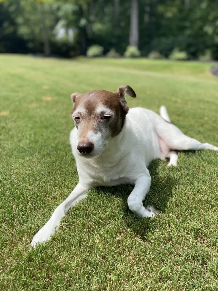 Bandit Walter, a Rat Terrier and Border Collie mix tested with EmbarkVet.com