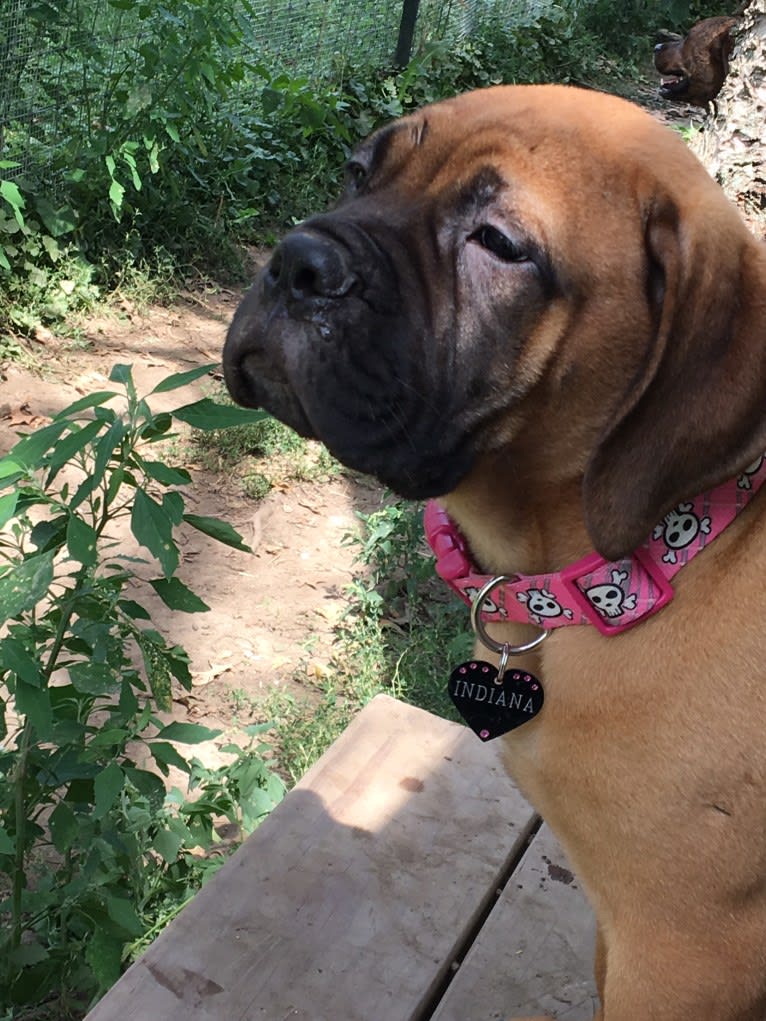 Indiana Jones, a Bullmastiff tested with EmbarkVet.com