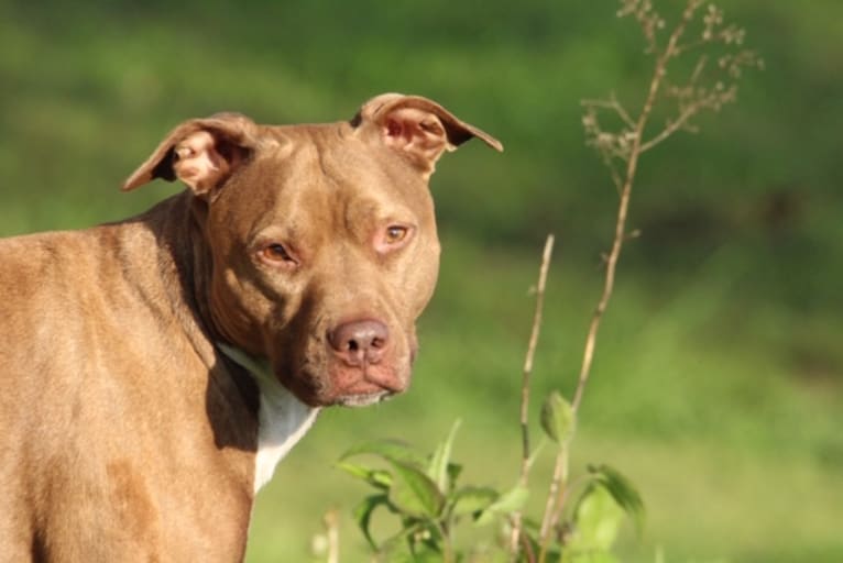 Blueberry, an American Pit Bull Terrier and American Staffordshire Terrier mix tested with EmbarkVet.com