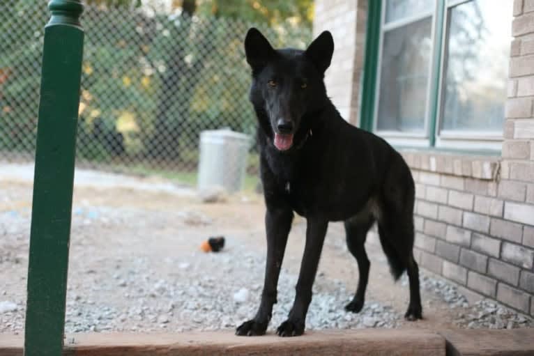 Tasha a dog tested with EmbarkVet.com