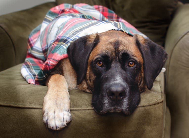 Friend, a Saint Bernard and German Shepherd Dog mix tested with EmbarkVet.com