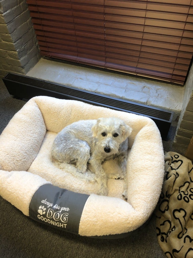 Bobby, a Southeast Asian Village Dog and Poodle (Small) mix tested with EmbarkVet.com