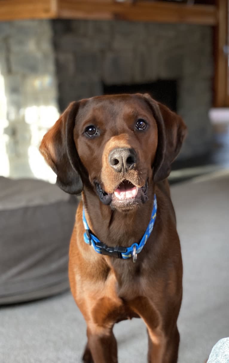 Bristol, a Redbone Coonhound and Rottweiler mix tested with EmbarkVet.com