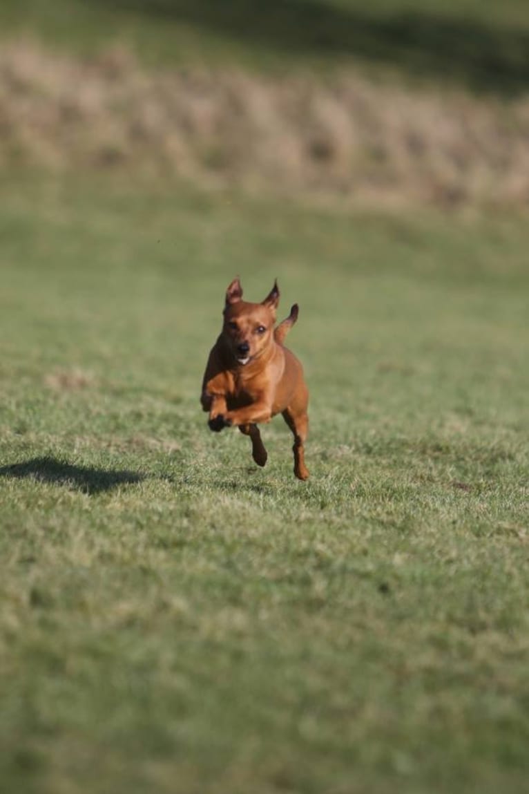 Grace, a Miniature Pinscher tested with EmbarkVet.com