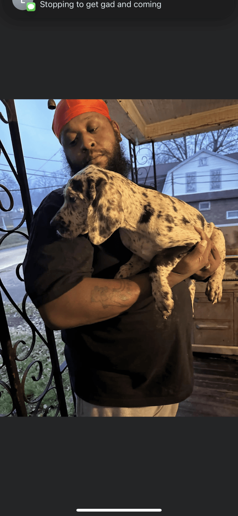 Dream Hunter, a Great Dane tested with EmbarkVet.com
