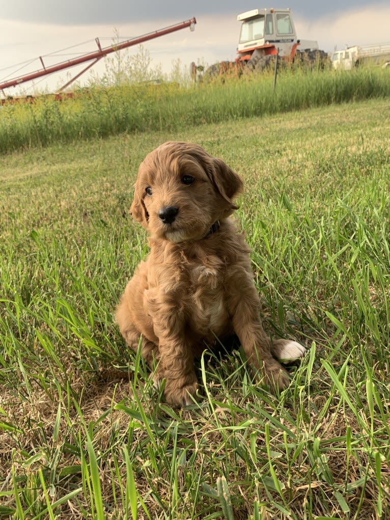 Black Collar, a Goldendoodle tested with EmbarkVet.com