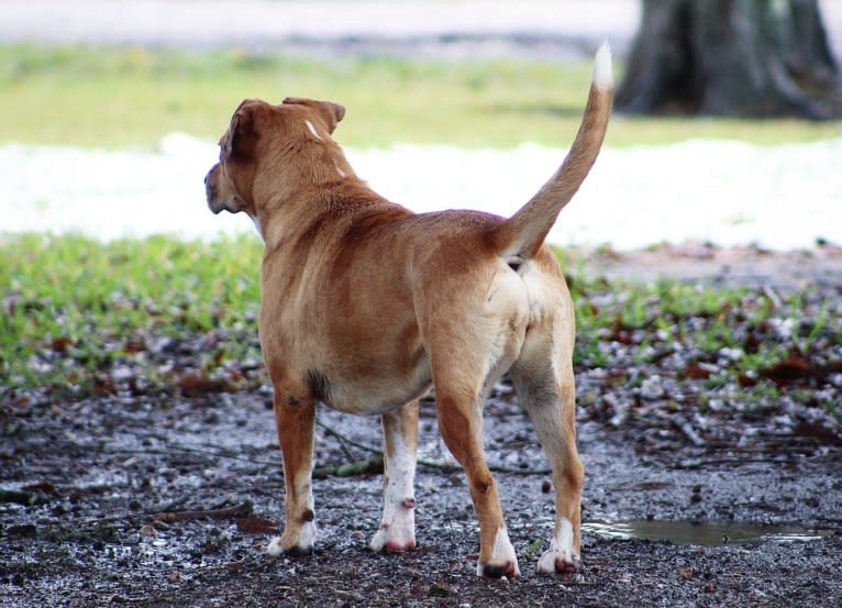 Roxie, an American Pit Bull Terrier and Australian Shepherd mix tested with EmbarkVet.com