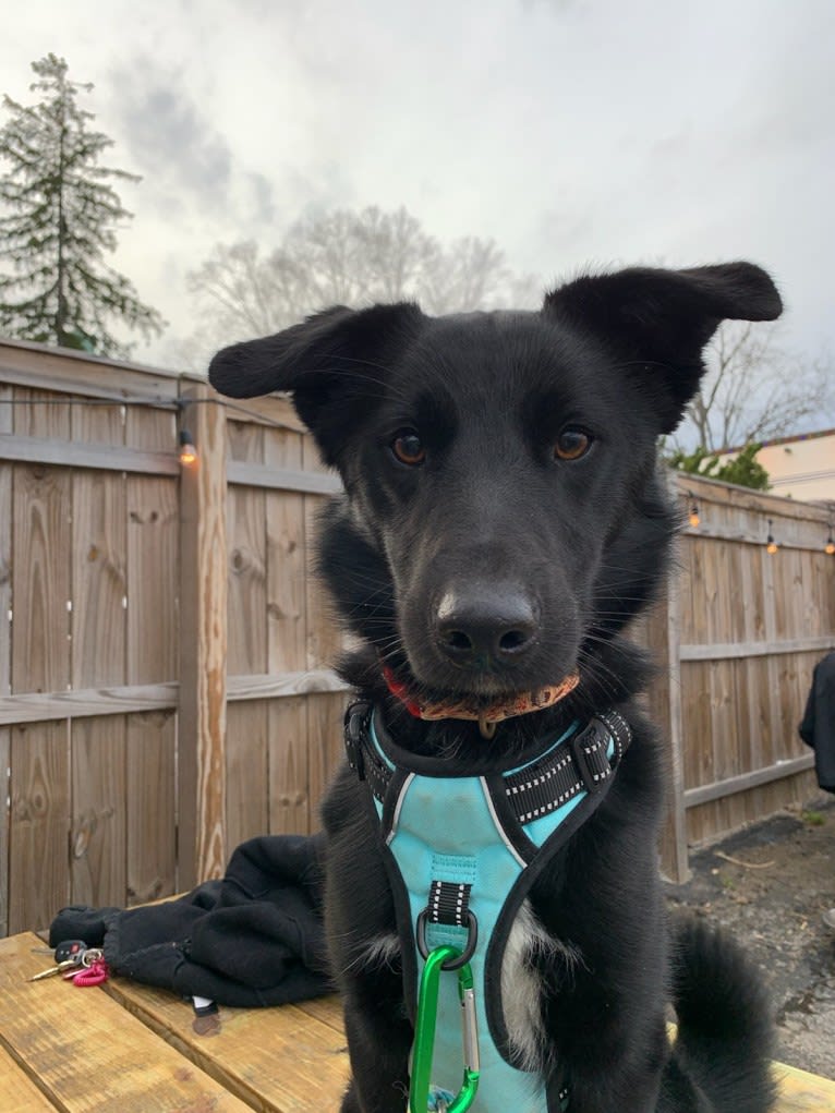 Ziggy, an Australian Cattle Dog and Collie mix tested with EmbarkVet.com