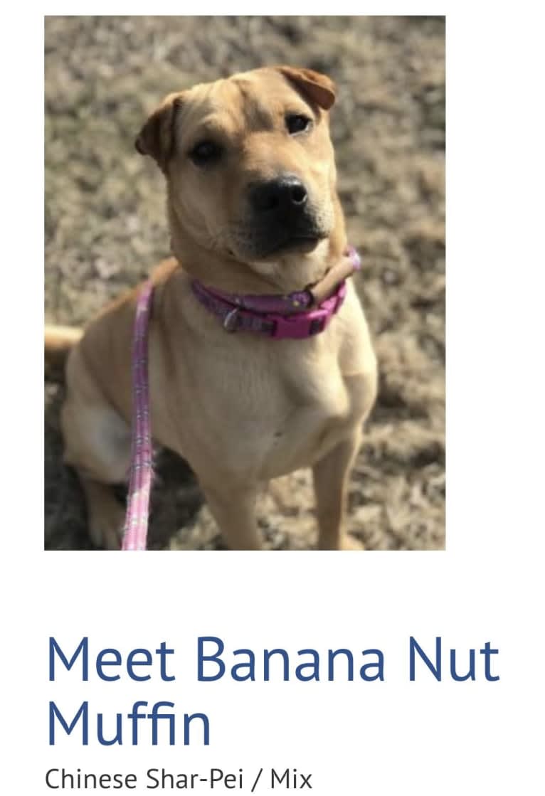 Luna, a Chinese Shar-Pei and Pug mix tested with EmbarkVet.com