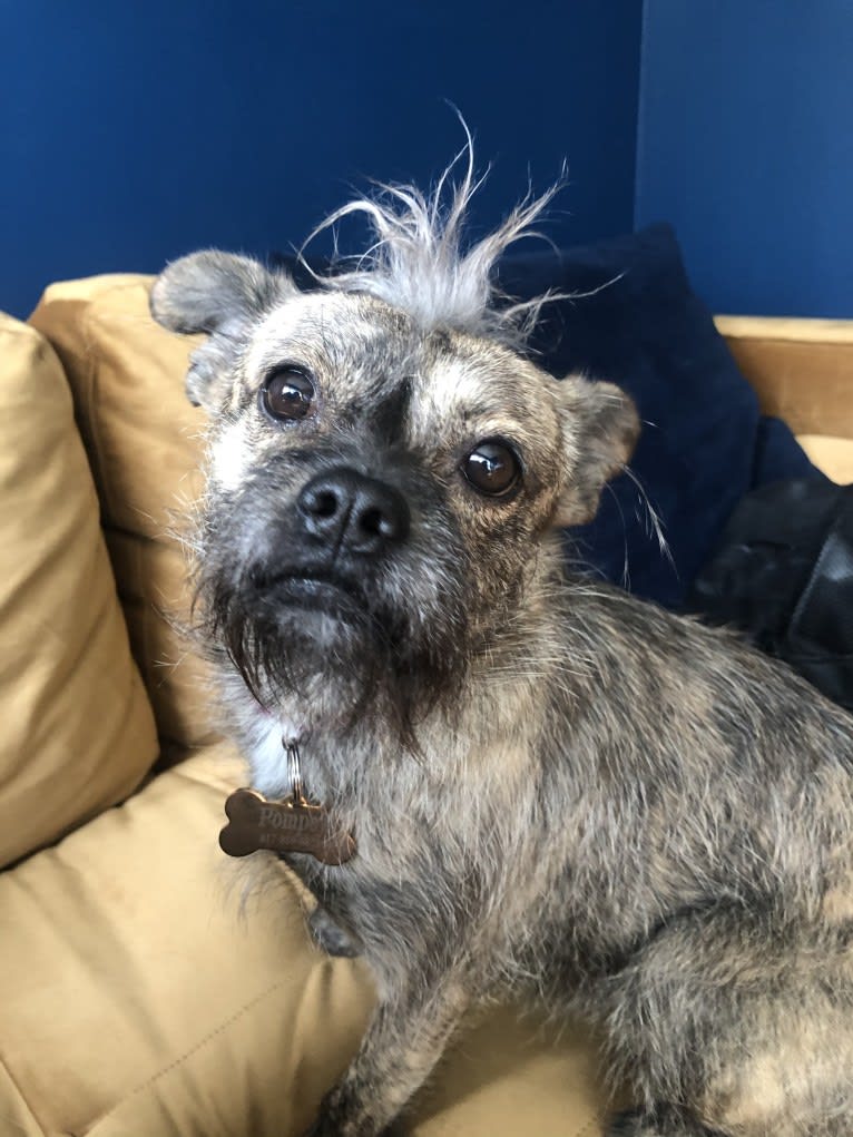 Pomeranian schnauzer mix store