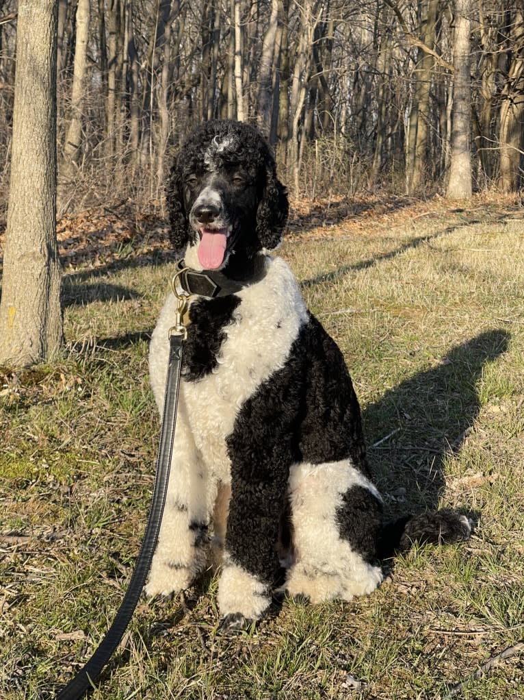 Archie, a Poodle tested with EmbarkVet.com