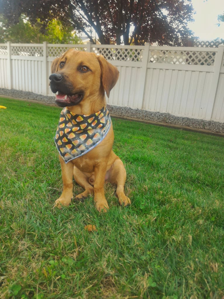 Cody, a Basset Hound and Australian Cattle Dog mix tested with EmbarkVet.com