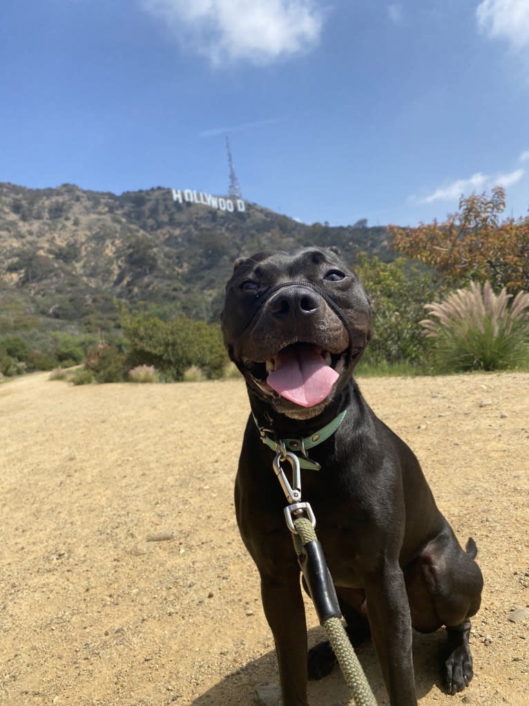 Bojangle, an American Pit Bull Terrier and American Staffordshire Terrier mix tested with EmbarkVet.com