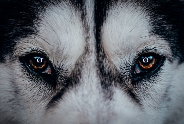 Apollo, a Samoyed and Siberian Husky mix tested with EmbarkVet.com