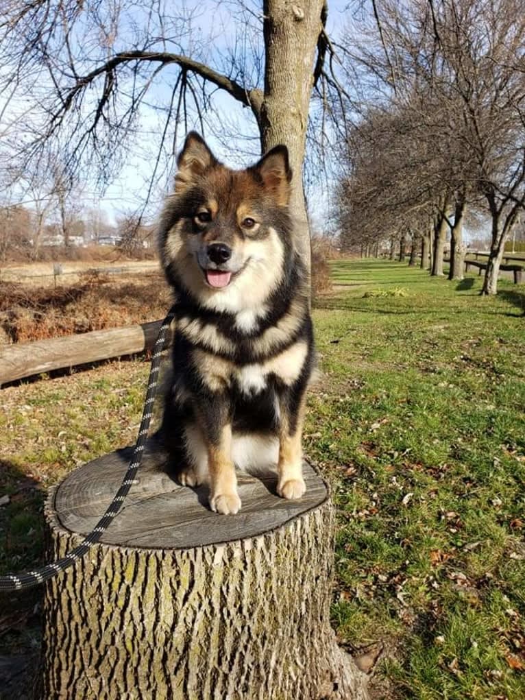 Ducky, a Finnish Lapphund tested with EmbarkVet.com