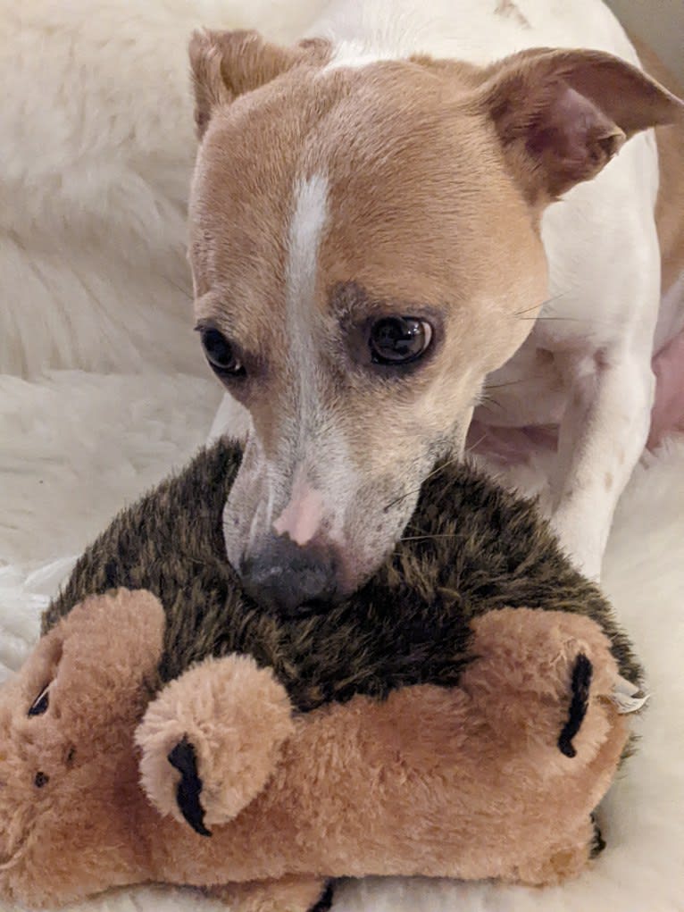 Katie, a Rat Terrier tested with EmbarkVet.com