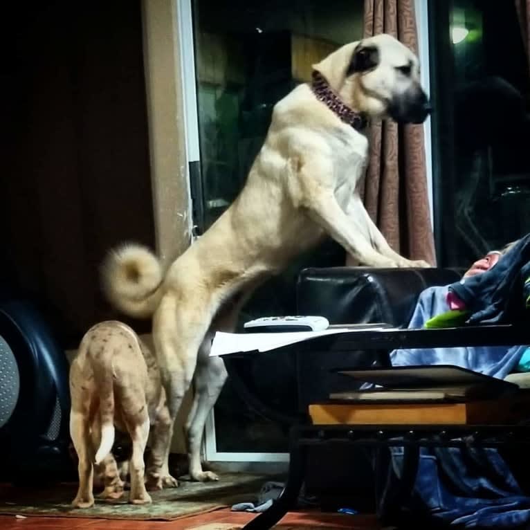 Ziva the Diva, an Anatolian Shepherd Dog tested with EmbarkVet.com