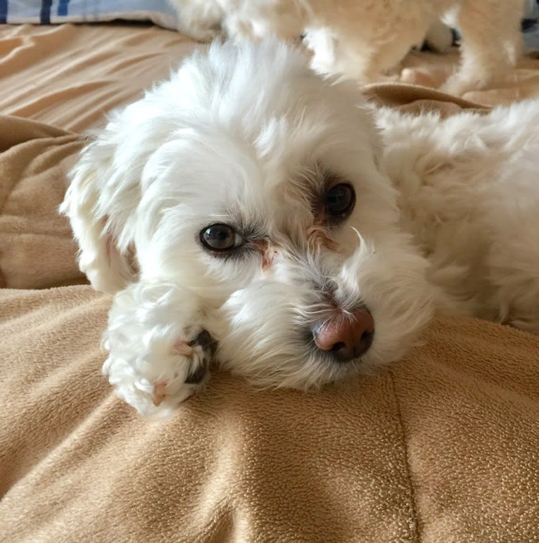 Prince, a Poodle (Small) and Maltese mix tested with EmbarkVet.com