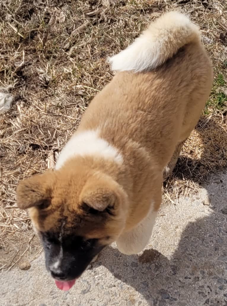 Geena, an Akita tested with EmbarkVet.com